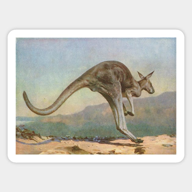 Great Grey Kangaroo leaping circa 1900 Sticker by artfromthepast